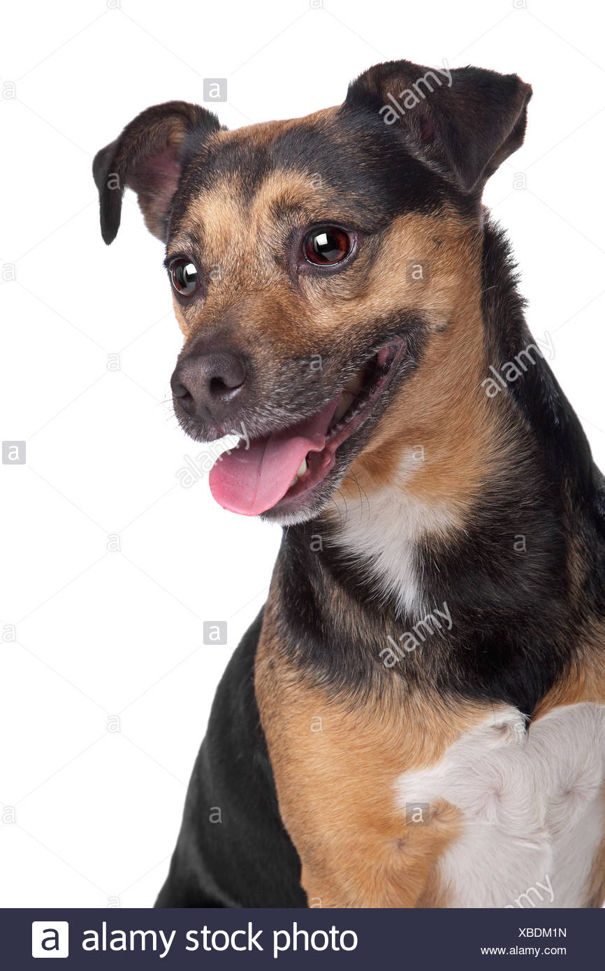 Noir Et Feu Jack Russel Terrier Photo Stock Alamy