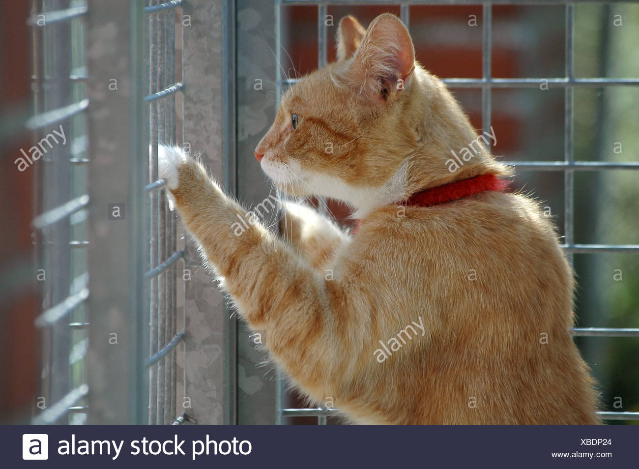 Chat En Cage Photo Stock Alamy Chat En Cage Photo Stock Alamy