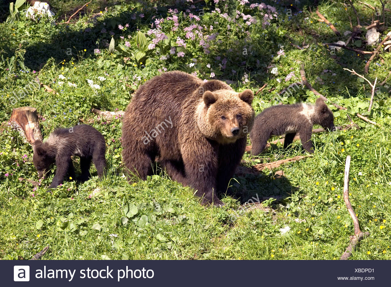 Ours Brun Ursus Arctos Ours Nature Faune Animal Animaux Bebe Enfant Jeune Mere De Nombreux Adultes Cub Oursons Jouant Enfants Photo Stock Alamy Ours Brun Ursus Arctos Ours Nature Faune Animal Animaux Bebe Enfant Jeune Mere De Nombreux Adultes Cub Oursons Jouant Enfants Photo Stock Alamy