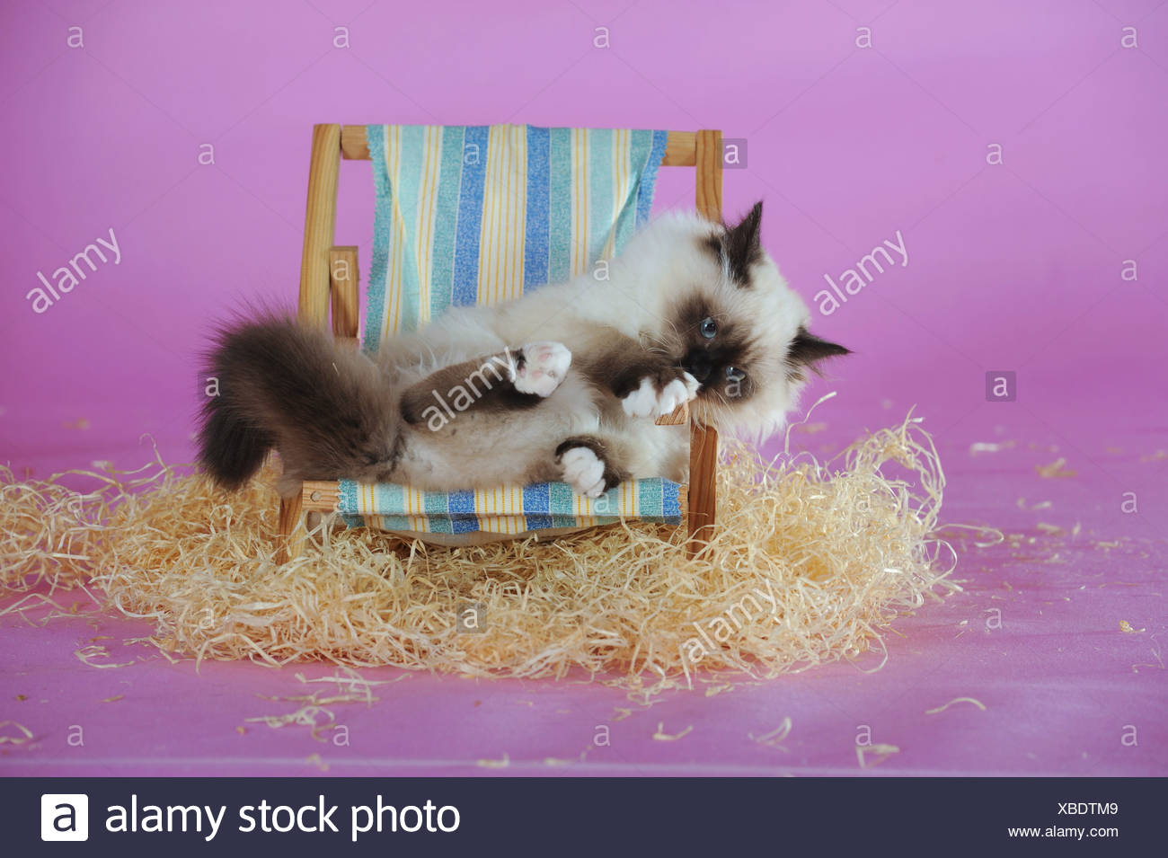 Manteau De Chat Photos Manteau De Chat Images Alamy