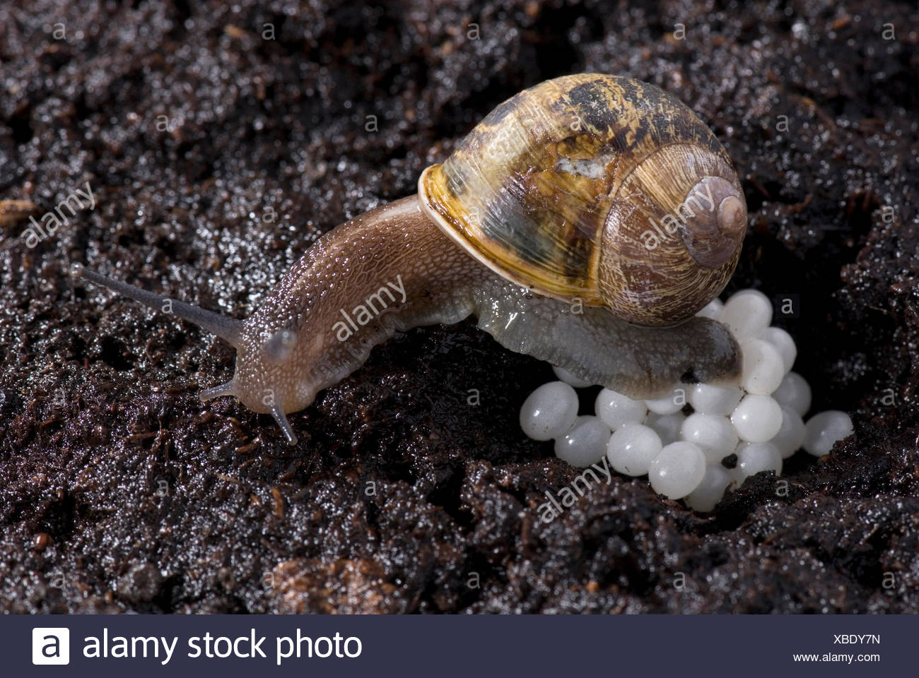 Eggs Garden Snail Helix Aspersa Banque D Image Et Photos Alamy
