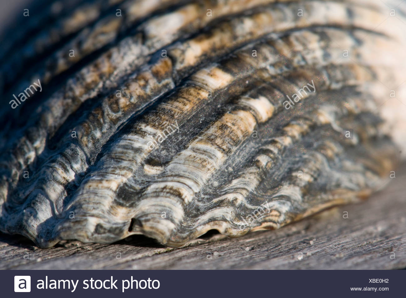 Allemagne Northsea Amrum Close Up Of Zebree De Details Sur Banc En Bois Photo Stock Alamy