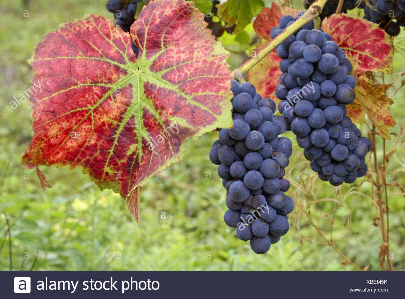 Vigne raisin, vigne (Vitis vinifera), raisins rouges et laisser de