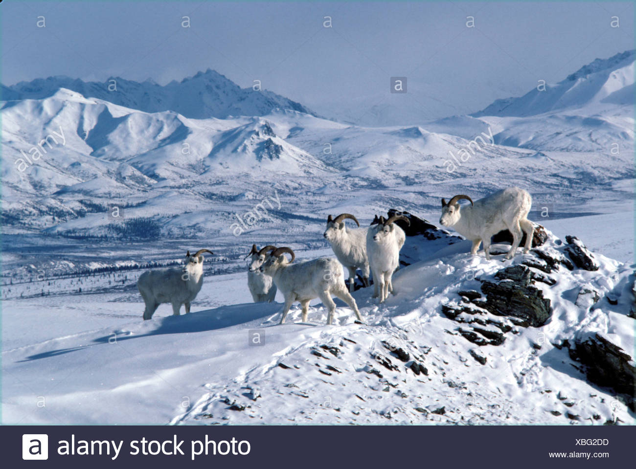 Animal Animaux Groupe Dall Ovis Dalli Montagnes Paysage Paysage De Neige De Moutons Moutons Sauvages L Hiver Photo Stock Alamy