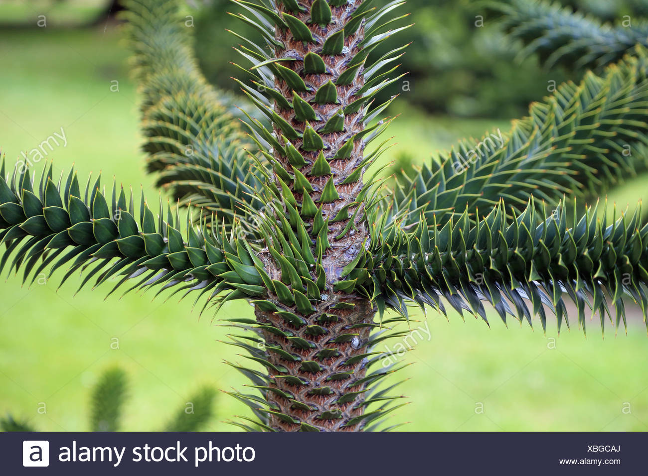 Arbre De Queue De Singe Araucaria Araucana Photo Stock Alamy