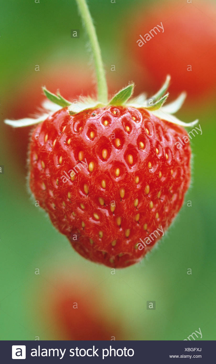 fraise pandora fraise pandora