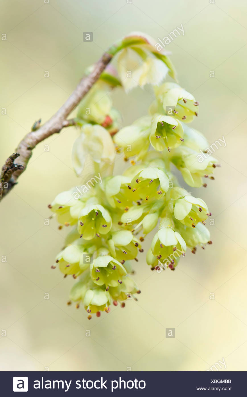 Des Pendentifs En Forme De Cloche Jaune Pâle Hiver Parfumé