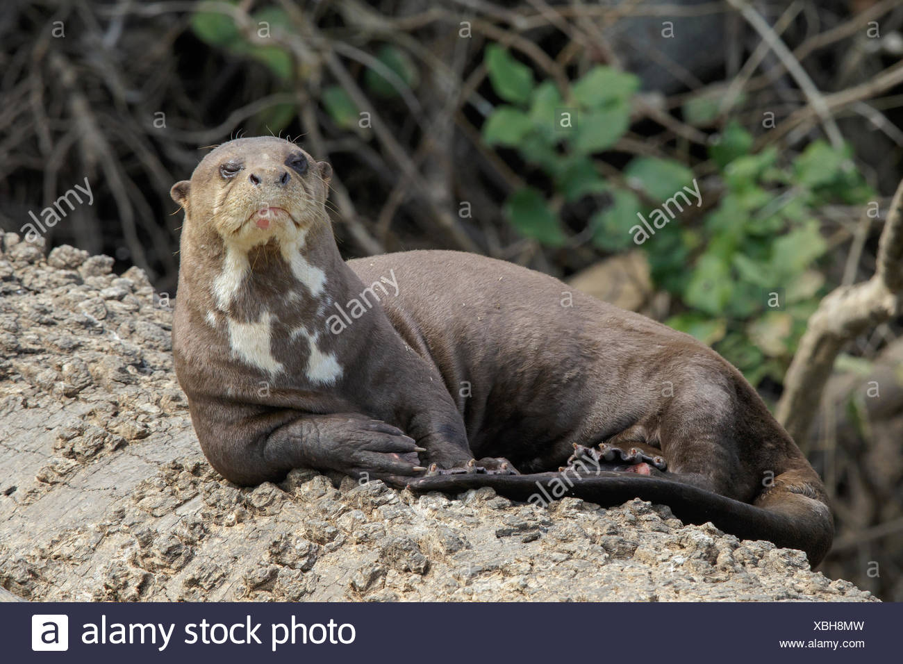 La loutre géante dans le Pantanal au Brésil Banque D'Images