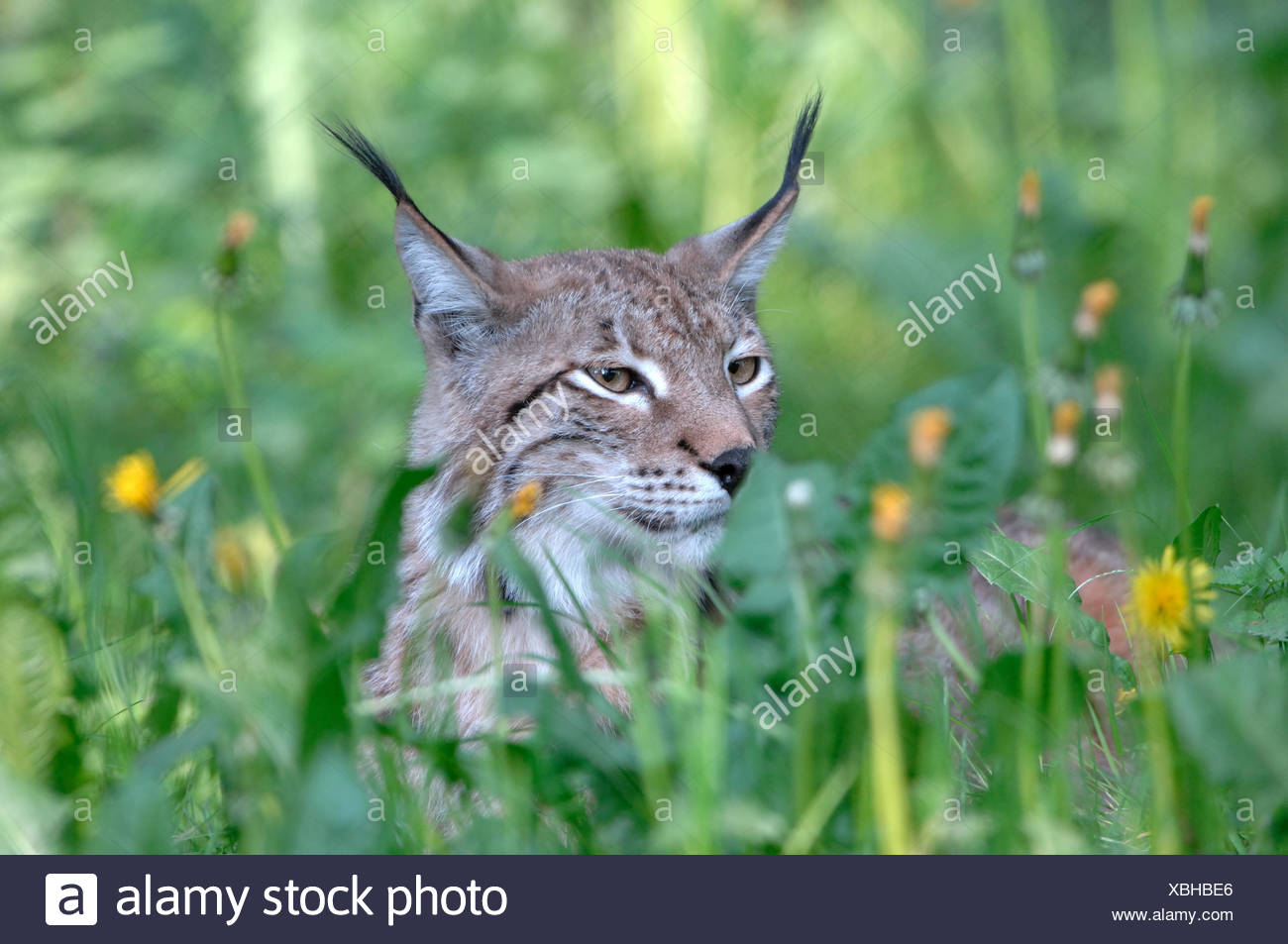 Le Lynx Chat Gros Chat Predateur Les Chats Le Chat Sauvage Les Grands Felins Les Lynx Animaux A Fourrure Ambusher L Herbe Des Animaux Des Animaux De L Allemagne L Europe Photo Stock Alamy