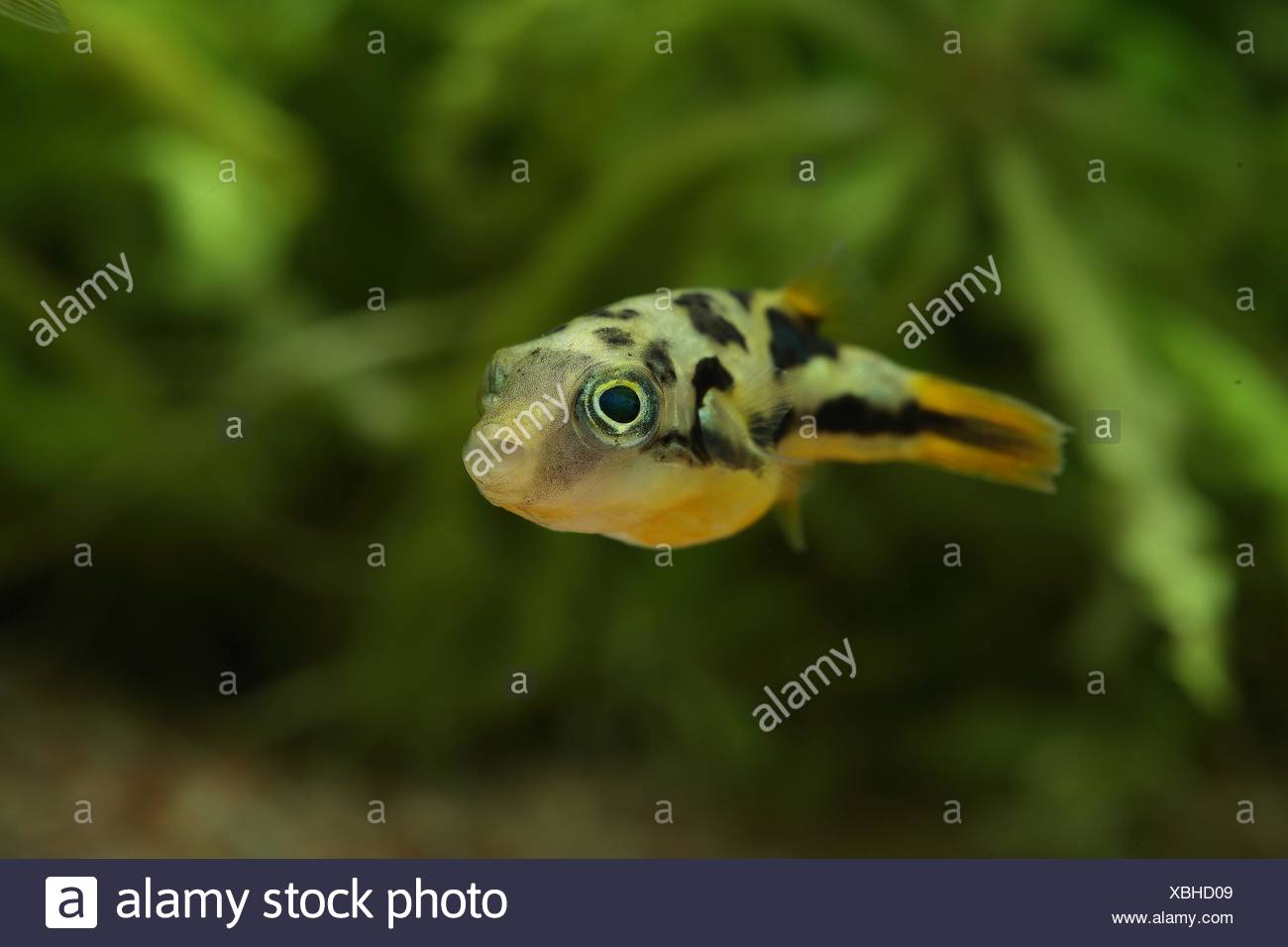Carinotetraodon Travancoricus Nager Dans Laquarium