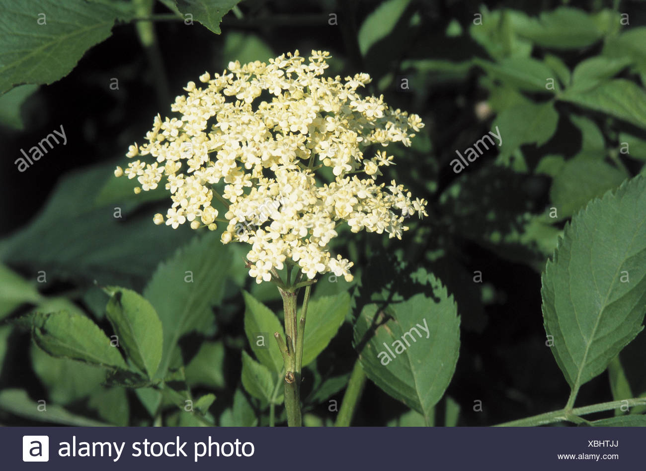 Black Elder Sambucus Nigra Fleurs Musk Herb Plantes