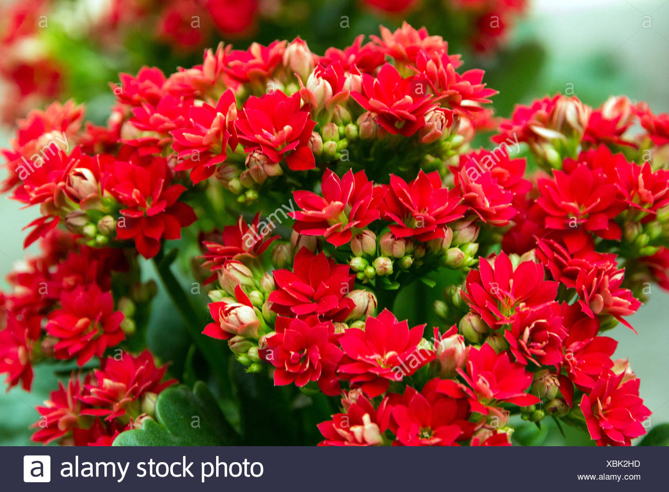Fleur En Pot De Fleurs Banque Dimages Photo Stock