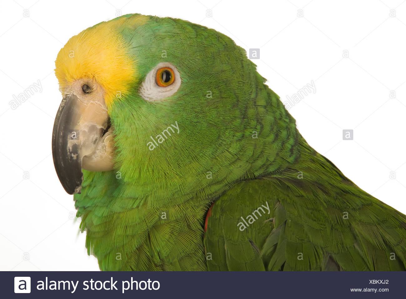Des Mammifères Des Oiseaux Vert Oiseaux Plumes Bec Bec