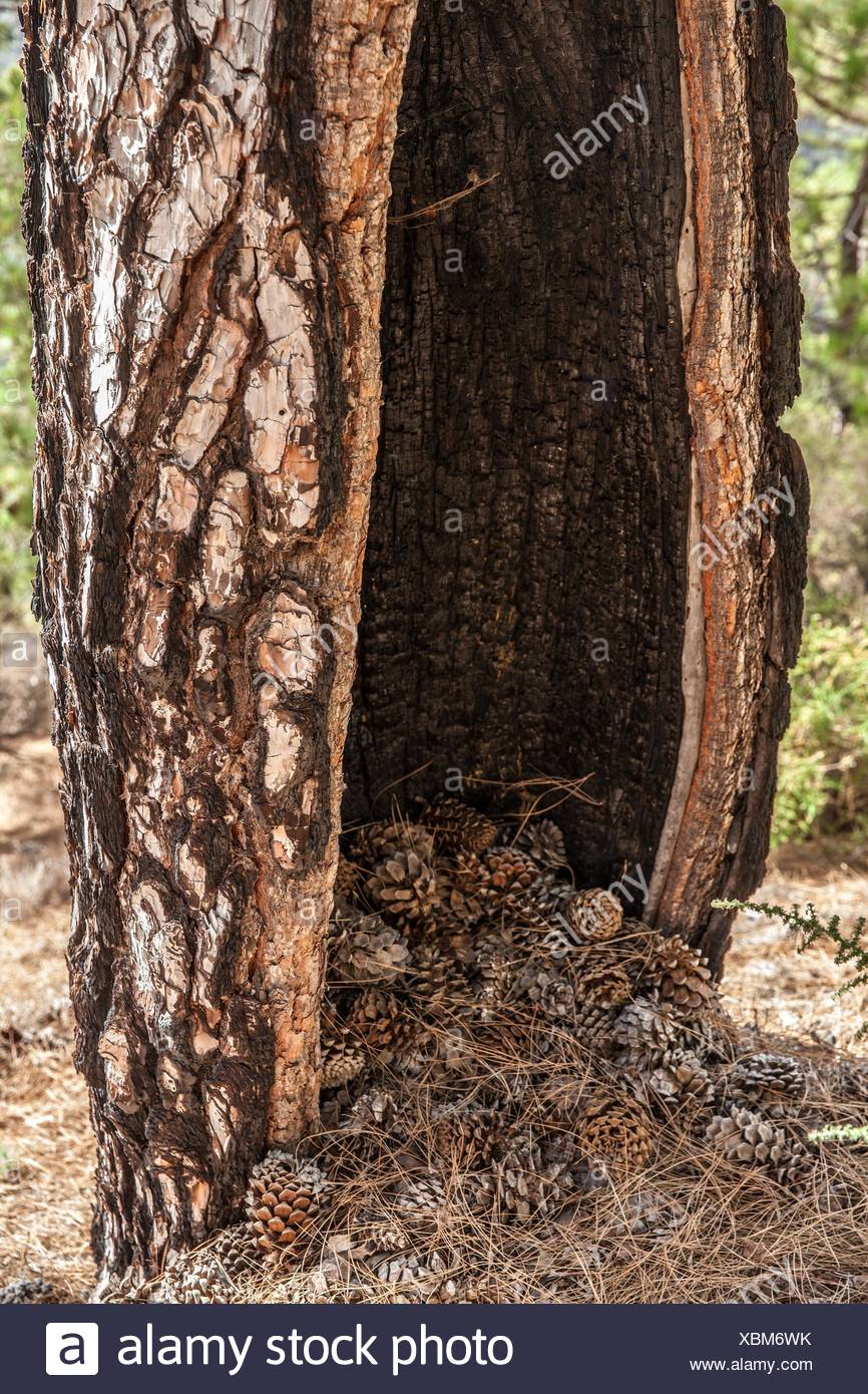 Cônes de pin à l'intérieur d'un tronc d'arbre de pin Photo Stock - Alamy