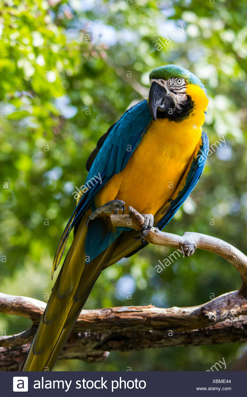 Ara Ararauna Oiseau Bleu Et Or Ara Bleu Et Jaune Ara L
