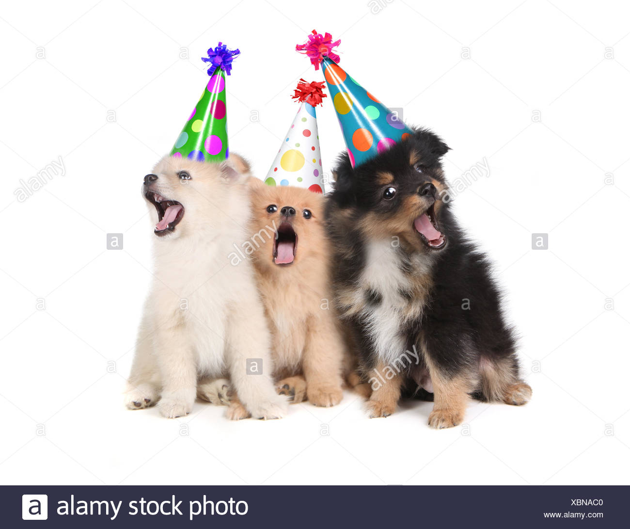 Chiots De Chanter Joyeux Anniversaire Wearing Party Hats Photo Stock Alamy Chiots De Chanter Joyeux Anniversaire Wearing Party Hats Photo Stock Alamy