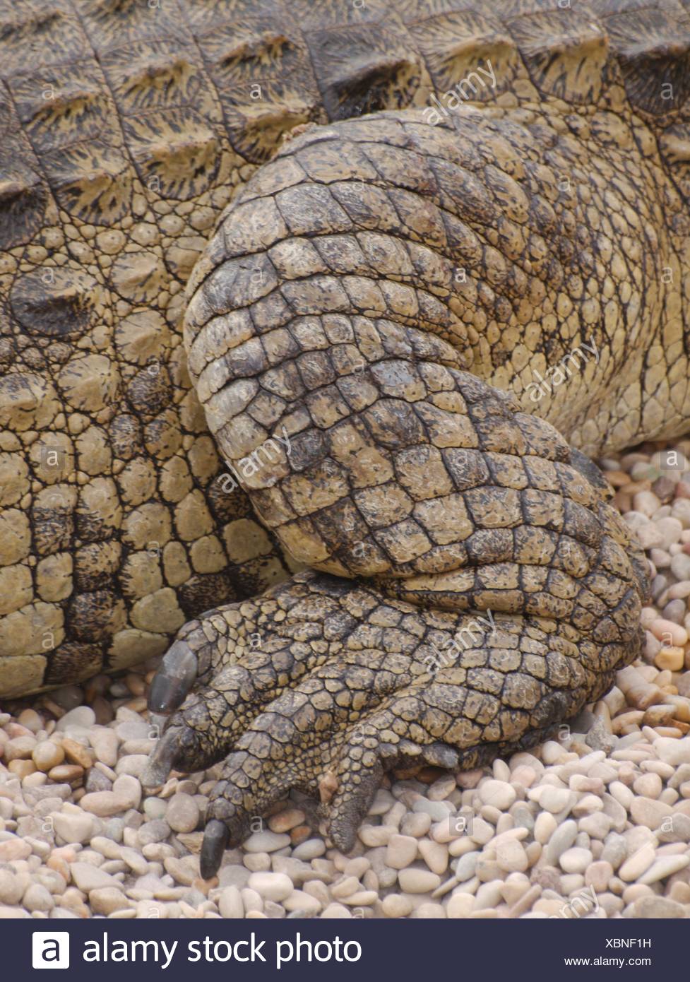 Balances Et Patte De Crocodile Du Nil Photo Stock Alamy