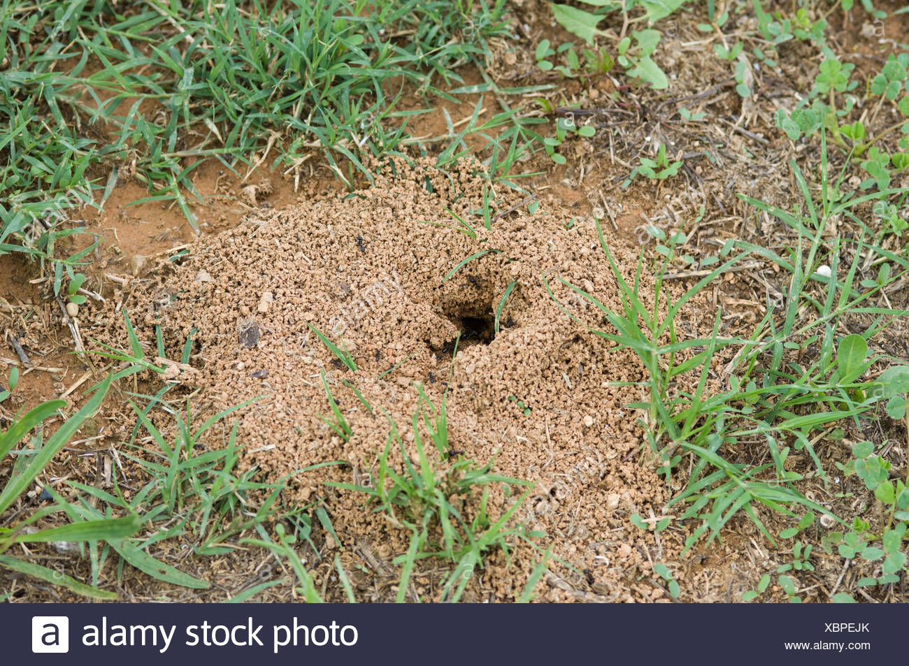 Messor Barbarus La Fourmiliere De Fourmis De Recolte Espagne Photo Stock Alamy