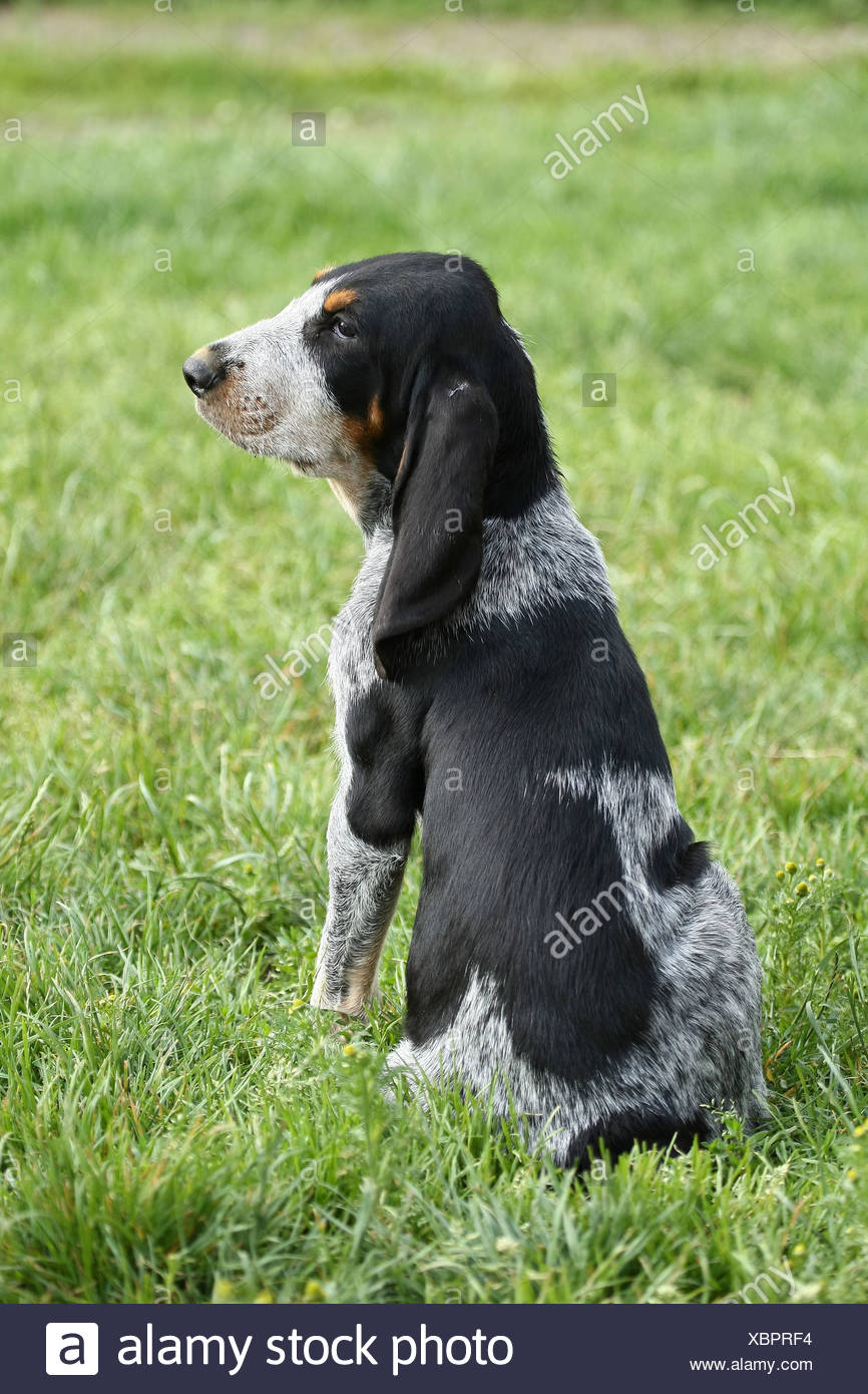 Griffon Bleu De Gascogne Banque Dimages Photo Stock