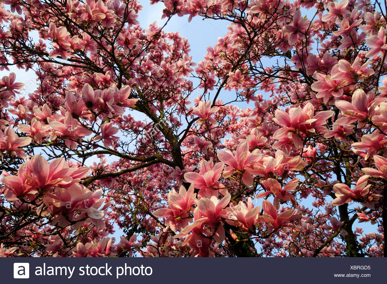 Arbre Arbres Fleur Fleurir Fleurs Rose Florissante De Purge