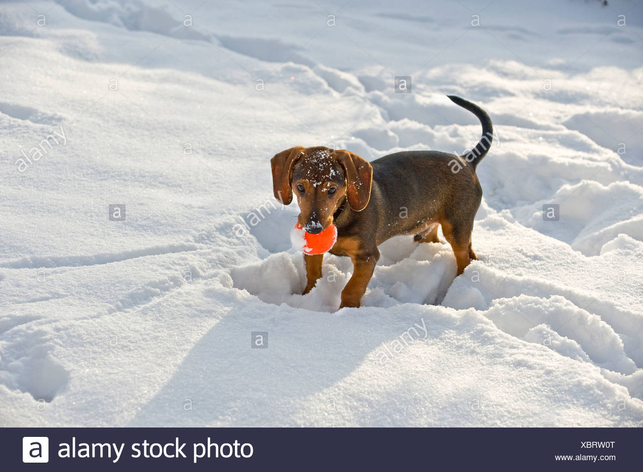 Chien De Race Mixte X Teckel Chiot 4 Mois Dans La