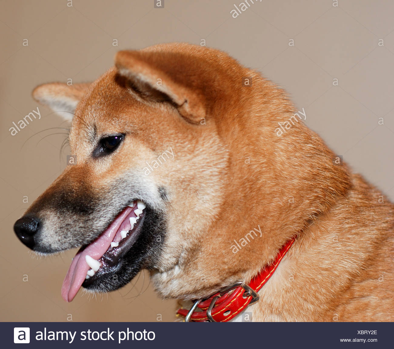 Pedigree Chien Shiba Inu Petit Broussailles Dog Le Plus