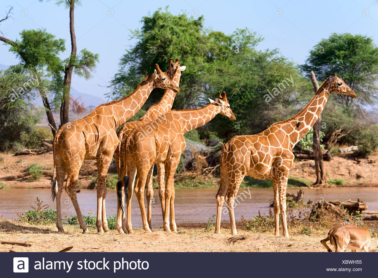 Les Girafes réticulée ou Somali girafes (Giraffa camelopardalis reticulata) par la rivière, la réserve nationale de Samburu, Kenya Banque D'Images