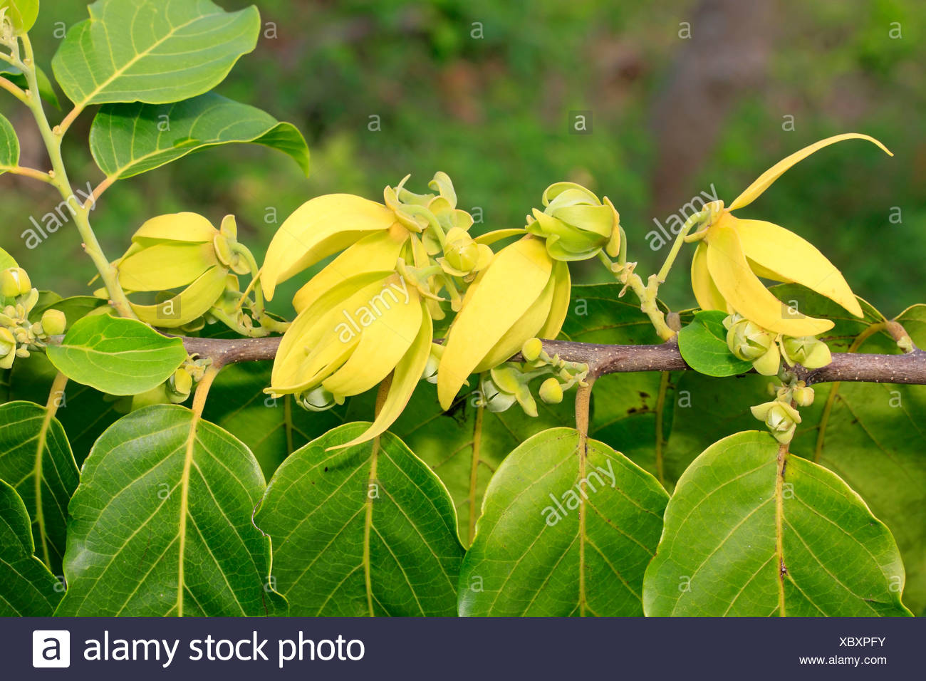 Ylang Ylang Nosy Be Madagascar Cananga Odorata Annonaceae Photo Stock Alamy Ylang Ylang Nosy Be Madagascar Cananga Odorata Annonaceae Photo Stock Alamy
