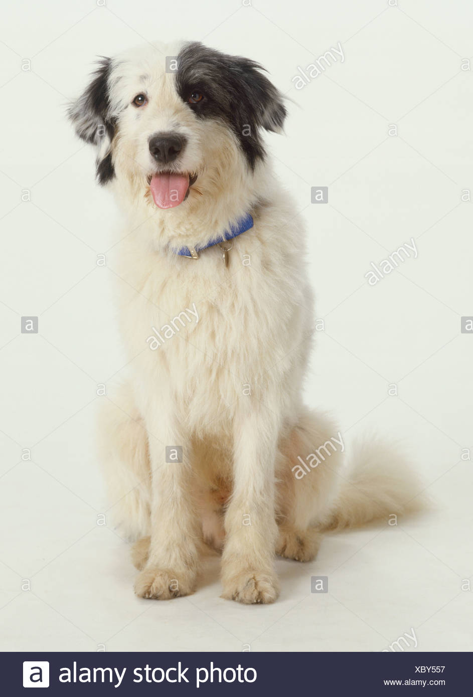 Mongrel Blanc Chien Assis Tache Noire Couvrant Un Oeil Et