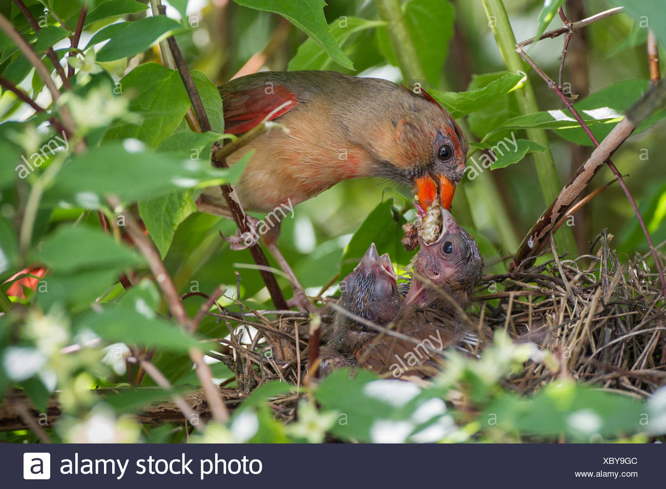 Northern Cardinal Cardinalis Cardinalis Young Banque D Image Et Photos Alamy Northern Cardinal Cardinalis Cardinalis Young Banque D Image Et Photos Alamy
