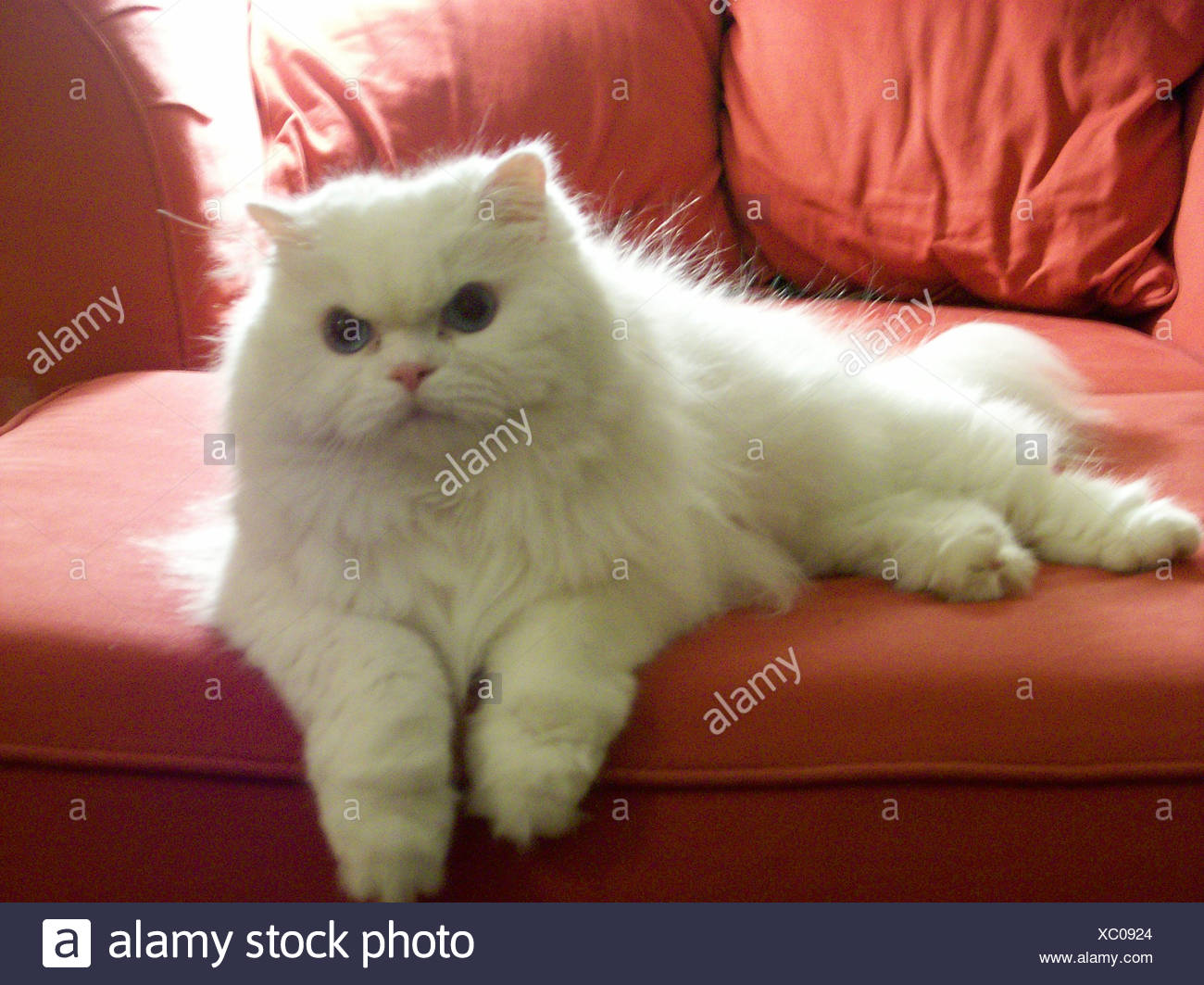 Chat Persan Blanc Aux Yeux Bleus Portant Sur Un Immense Fauteuil Rouge Photo Stock Alamy