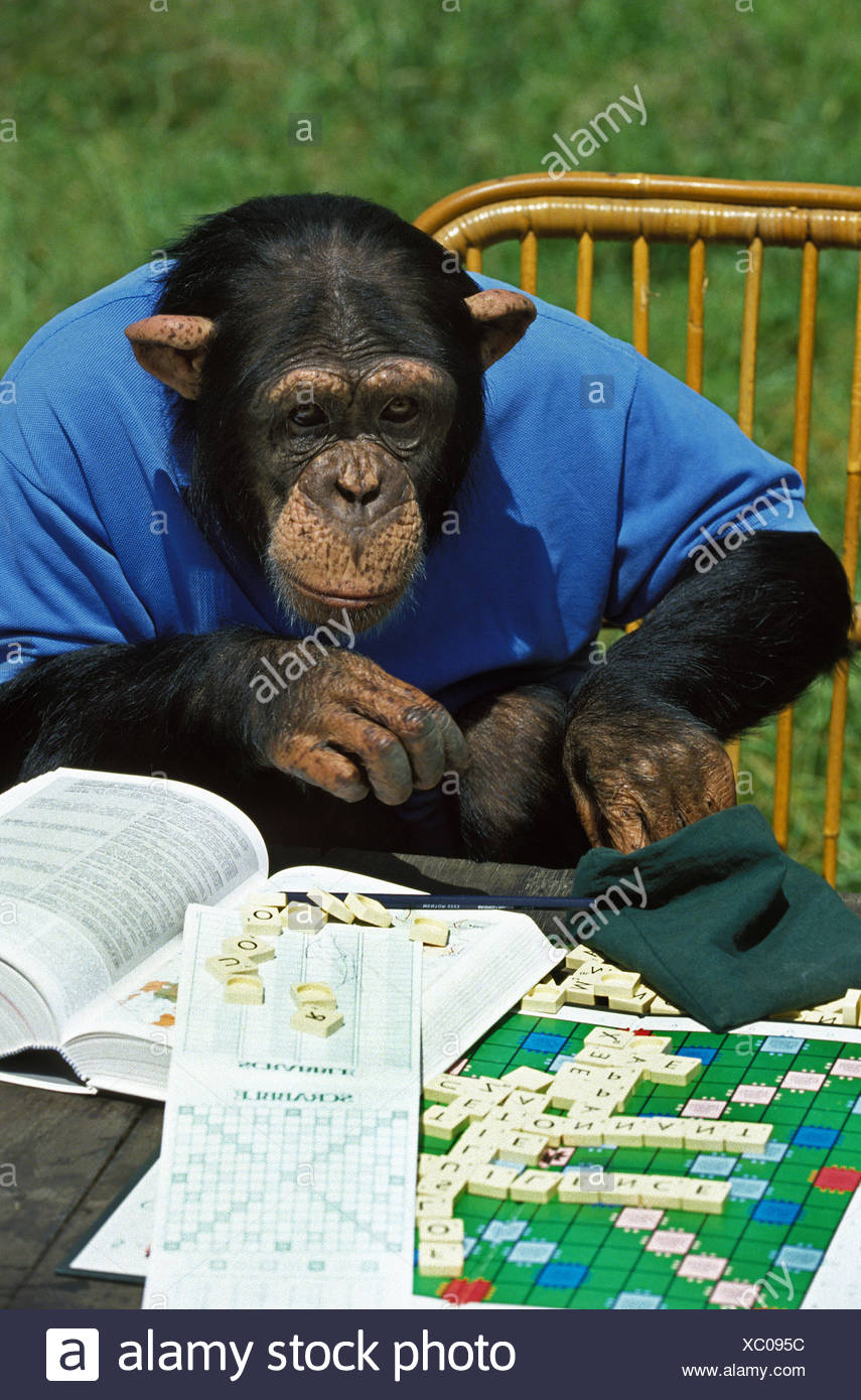 https://c8.alamy.com/compfr/xc095c/le-chimpanze-pan-troglodytes-des-animaux-deguises-jouant-au-scrabble-xc095c.jpg