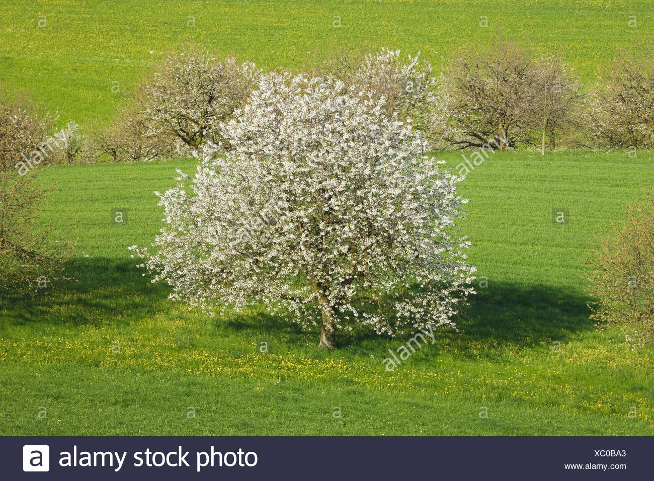 Cherry Tree, le cerisier (Prunus avium), la floraison des cerisiers, Suisse Banque D'Images