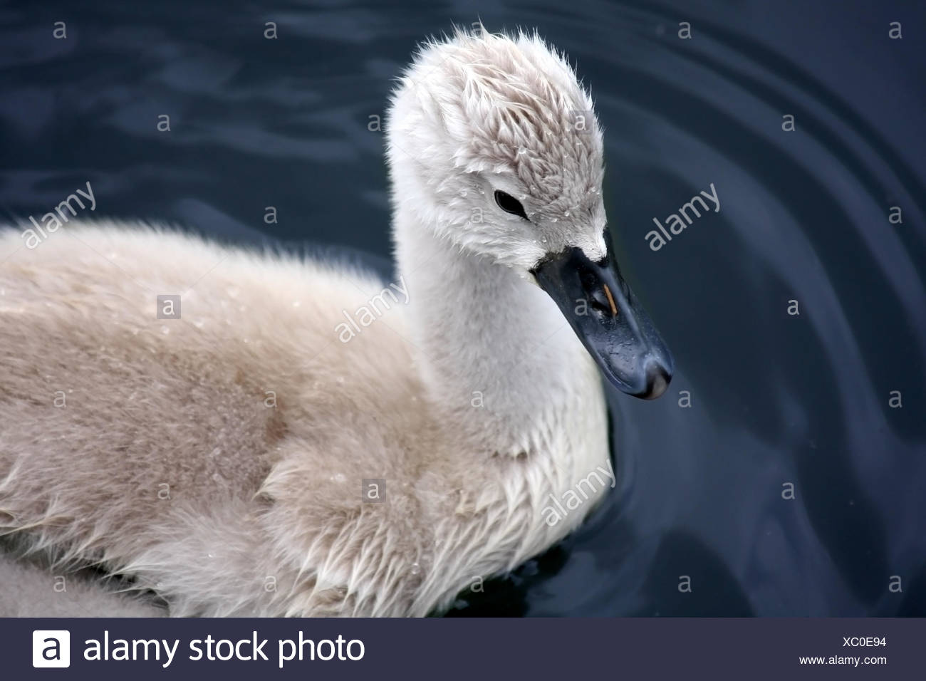 Le Cygne De Bebe Photo Stock Alamy Le Cygne De Bebe Photo Stock Alamy