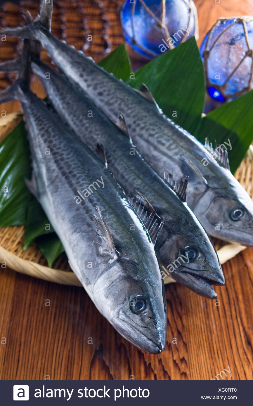 Le Maquereau Espagnol Japonais Photo Stock Alamy