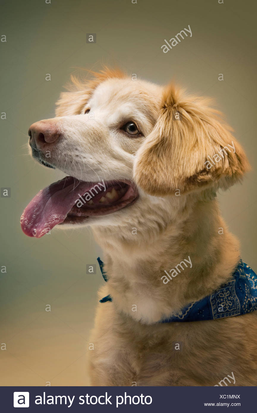 Une Race Mélangée Chien Porte Un Bandana Bleu Comme Il Le
