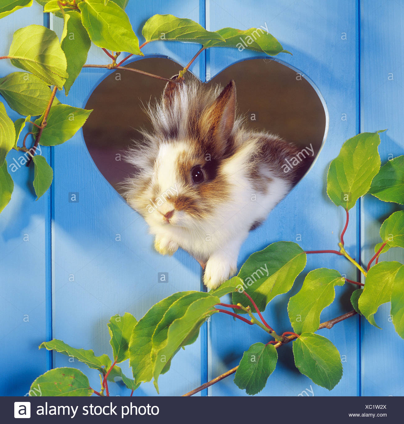 Lapin nain à l'intermédiaire de porte avec coeur Banque D'Images