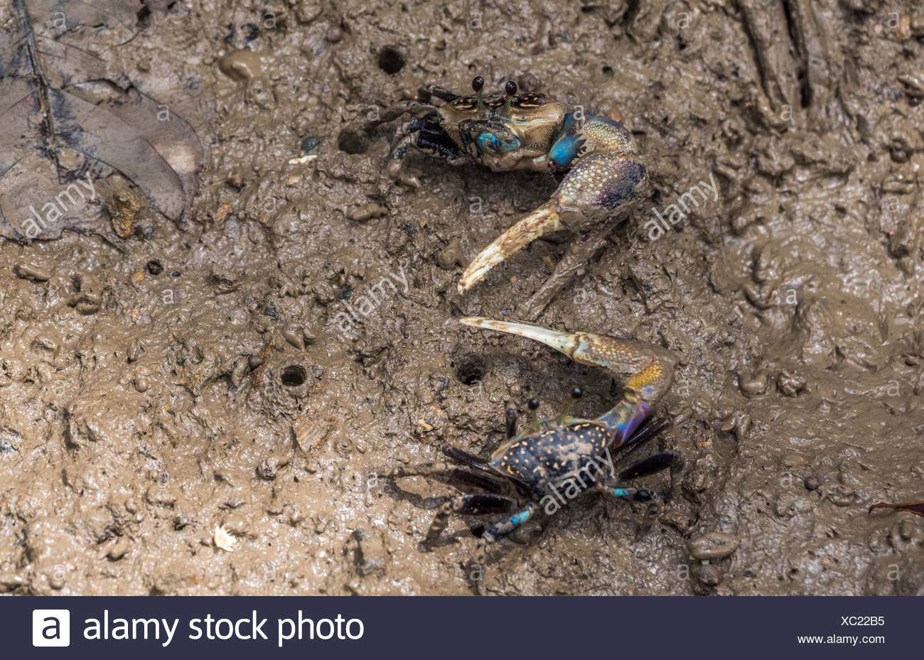 Combat De Crabe Bleu Banque D Image Et Photos Alamy