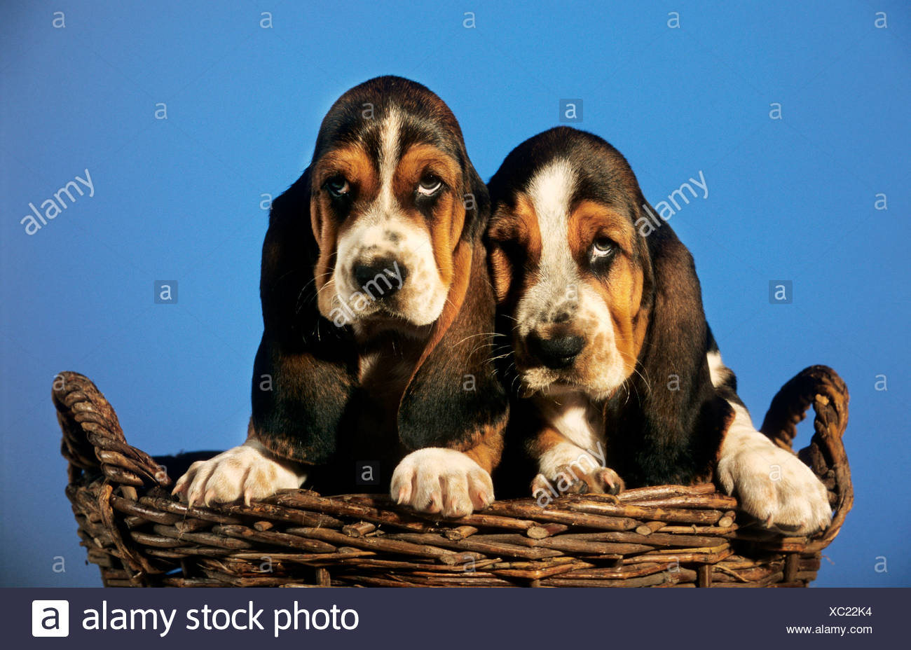 Chiots Basset Basset Hound Puppies Hush Puppies Animaux