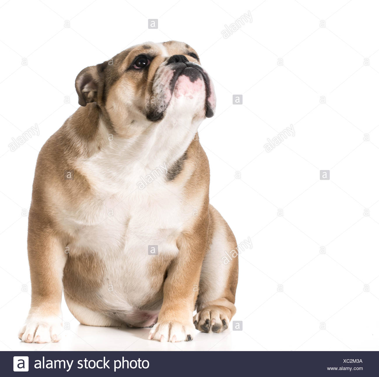 Chien Bouledogue Anglais Jusquà 8 Mois Banque Dimages