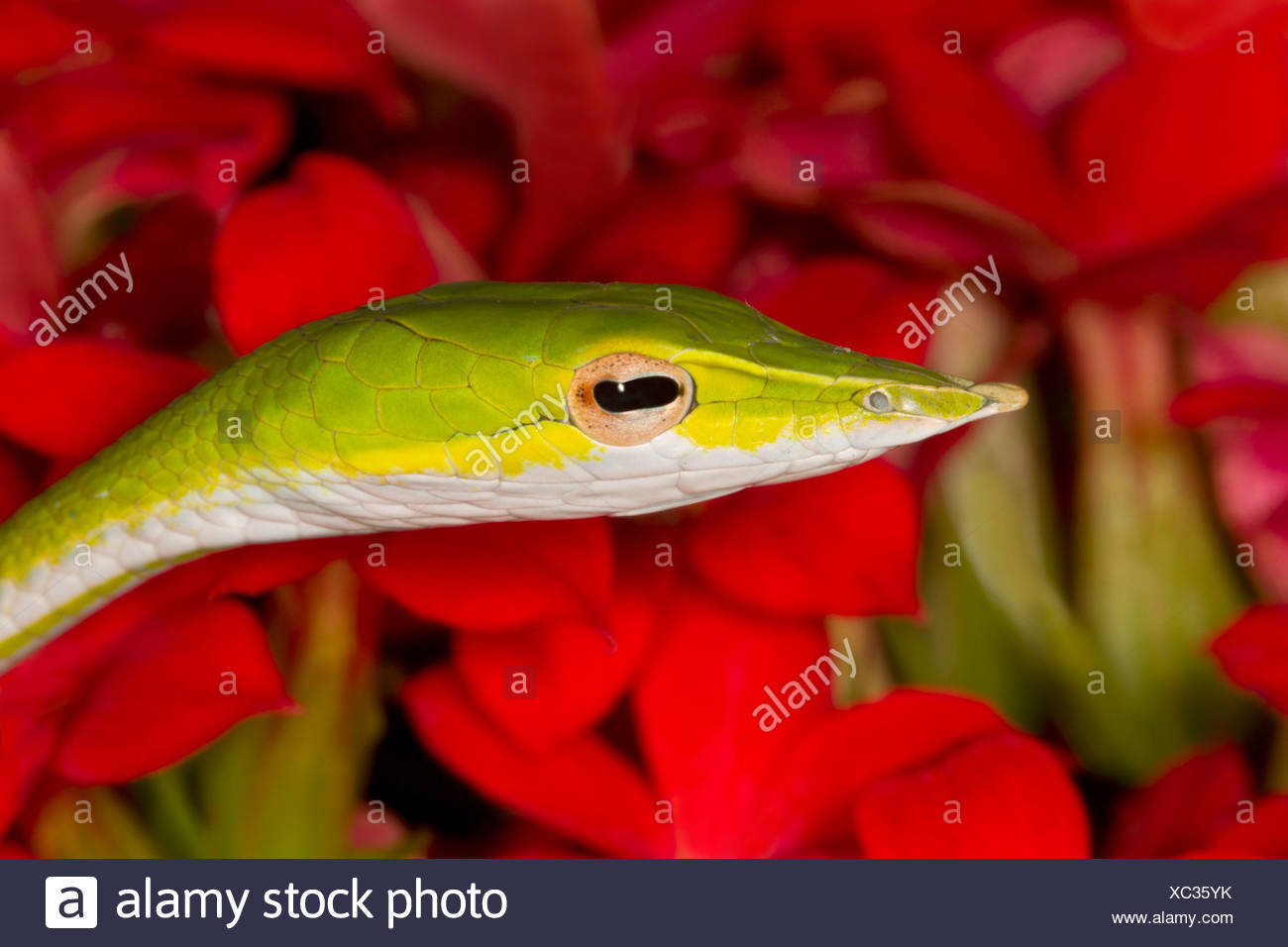 Close-up of a Green serpent de vigne (Ahaetulla nasuta) Banque D'Images