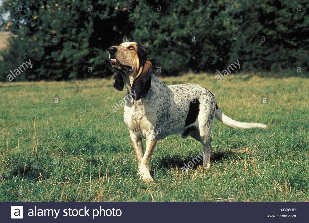 Petit Gascon Saintongeois Homme On Grass Banque Dimages