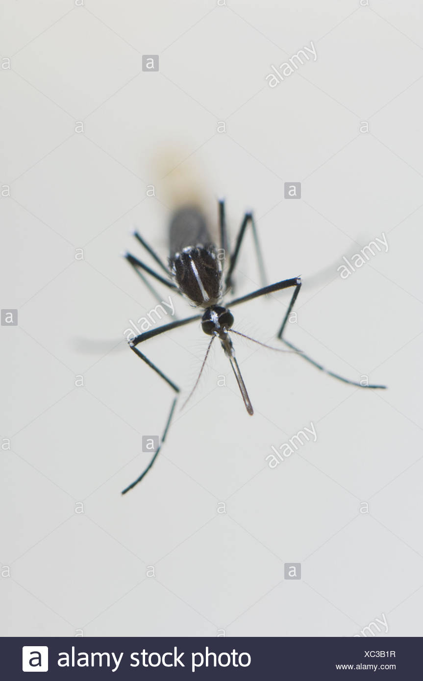 Nouveau Ne De L Asie Femelle Moustique Tigre Aedes Albopictus Reposant A La Surface De L Eau Espagne Photo Stock Alamy Nouveau Ne De L Asie Femelle Moustique Tigre Aedes Albopictus Reposant A La Surface De L Eau Espagne Photo Stock Alamy