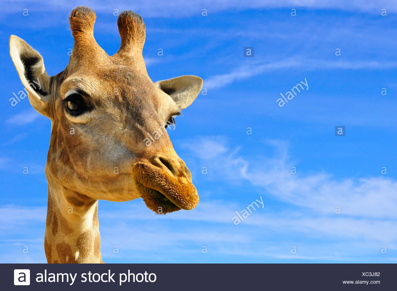 Smiling Giraffe Banque D Image Et Photos Alamy