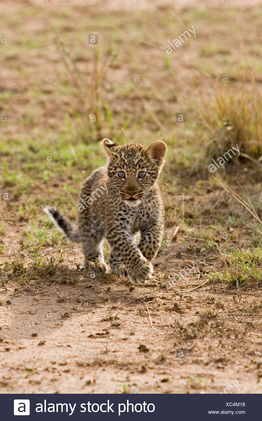 Animaux Mammiferes Panthera Panthera Pardus Leopard Gros Chats Chats Le Masai Mara Kenya Afrique Afrique Oursons Mignon Jeune Bebe Bebes Photo Stock Alamy