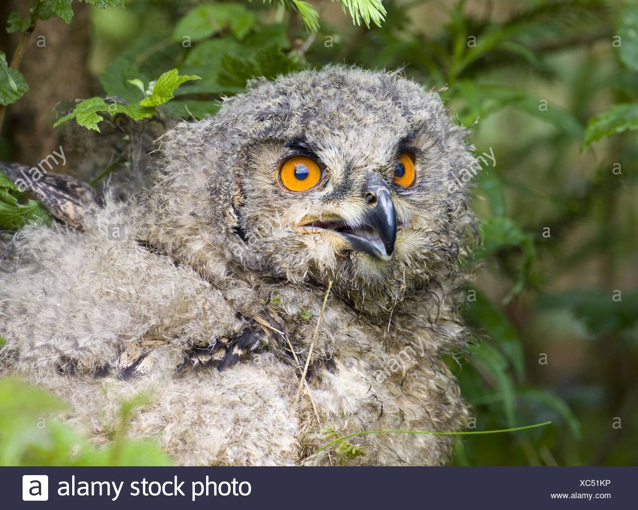 Jeune Hibou Grand Duc Photo Stock Alamy