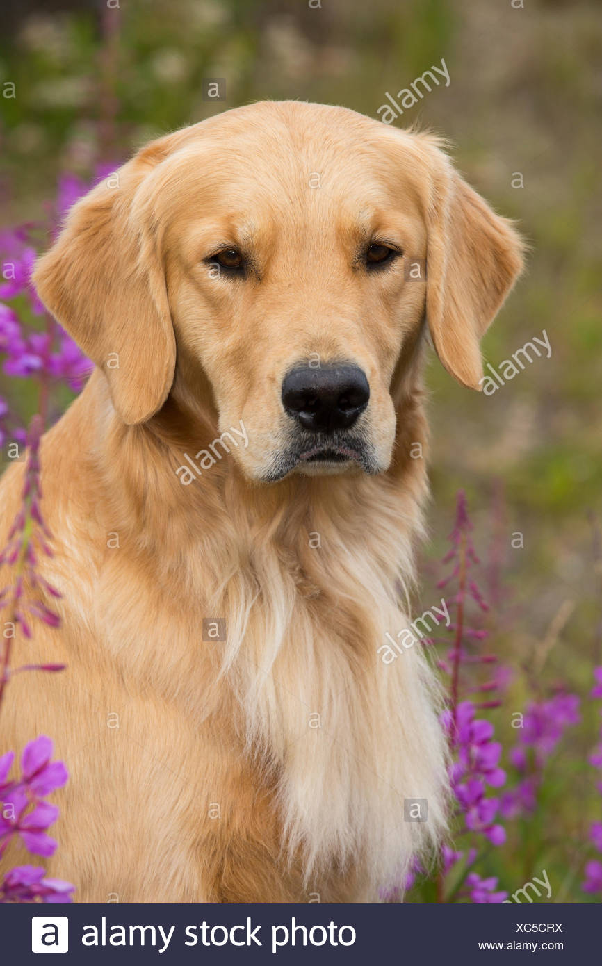 Labrador Dog Black Dog Dog Bather River Water Photo Visual Hunt Labrador Dog Labrador Retriever Labrador