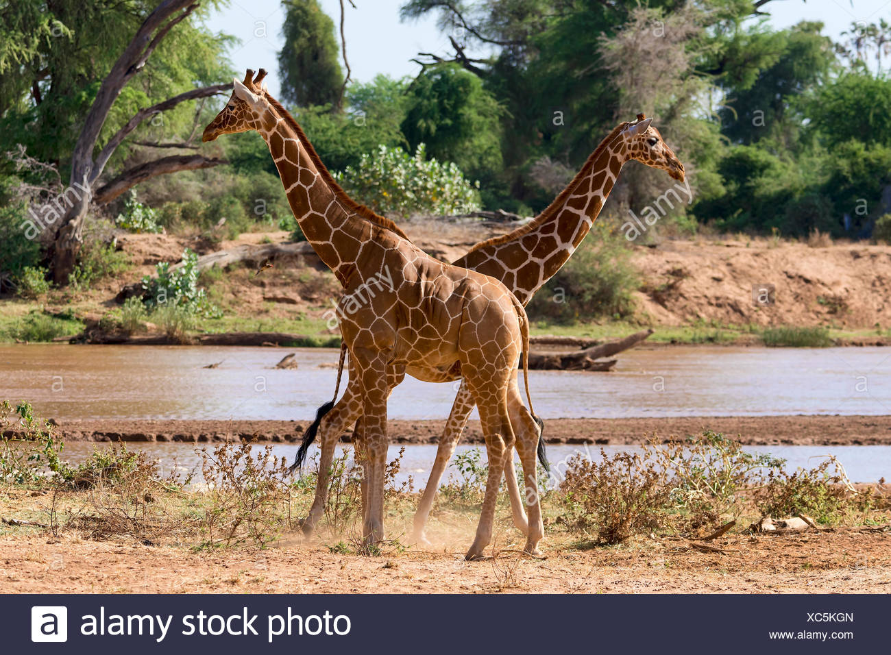 Les Girafes réticulée ou Somali girafes (Giraffa camelopardalis reticulata) par la rivière, la réserve nationale de Samburu, Kenya Banque D'Images