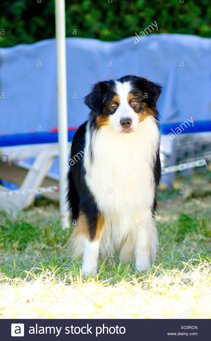 Un Jeune Sain Beau Noir Blanc Et Rouge Berger Australien