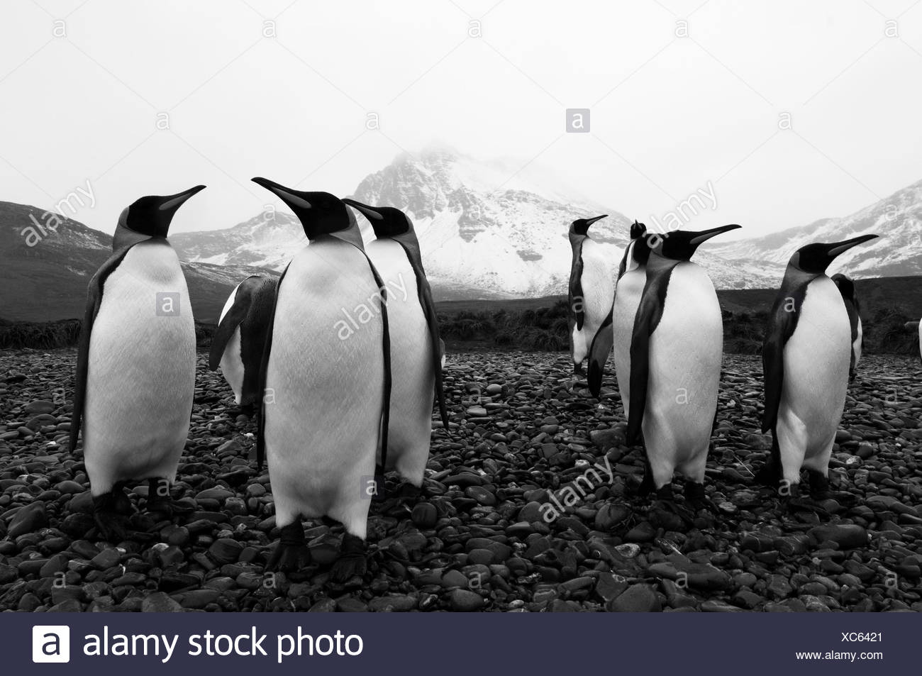 Manchot royal, l'Antarctique Banque D'Images